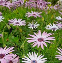 Ein blühendes Feld mit vielen pinken und weißen Gänseblümchen. Die Blumen sind in verschiedenen Positionen angeordnet und umgeben von grünem Laub. (Text KI generiert)