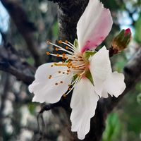 Eine blühende Blume mit weißen Blütenblättern und einem rosa Schimmer in der Mitte. Die Blüte hat gelbe Staubgefäße und ist an einem Baumstamm befestigt. Im Hintergrund sind unscharfe grüne Blätter sichtbar. (Text KI generiert)